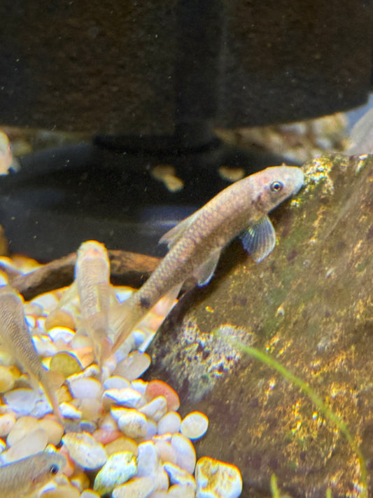 India Wild Red Fin Garra  Garra Sp