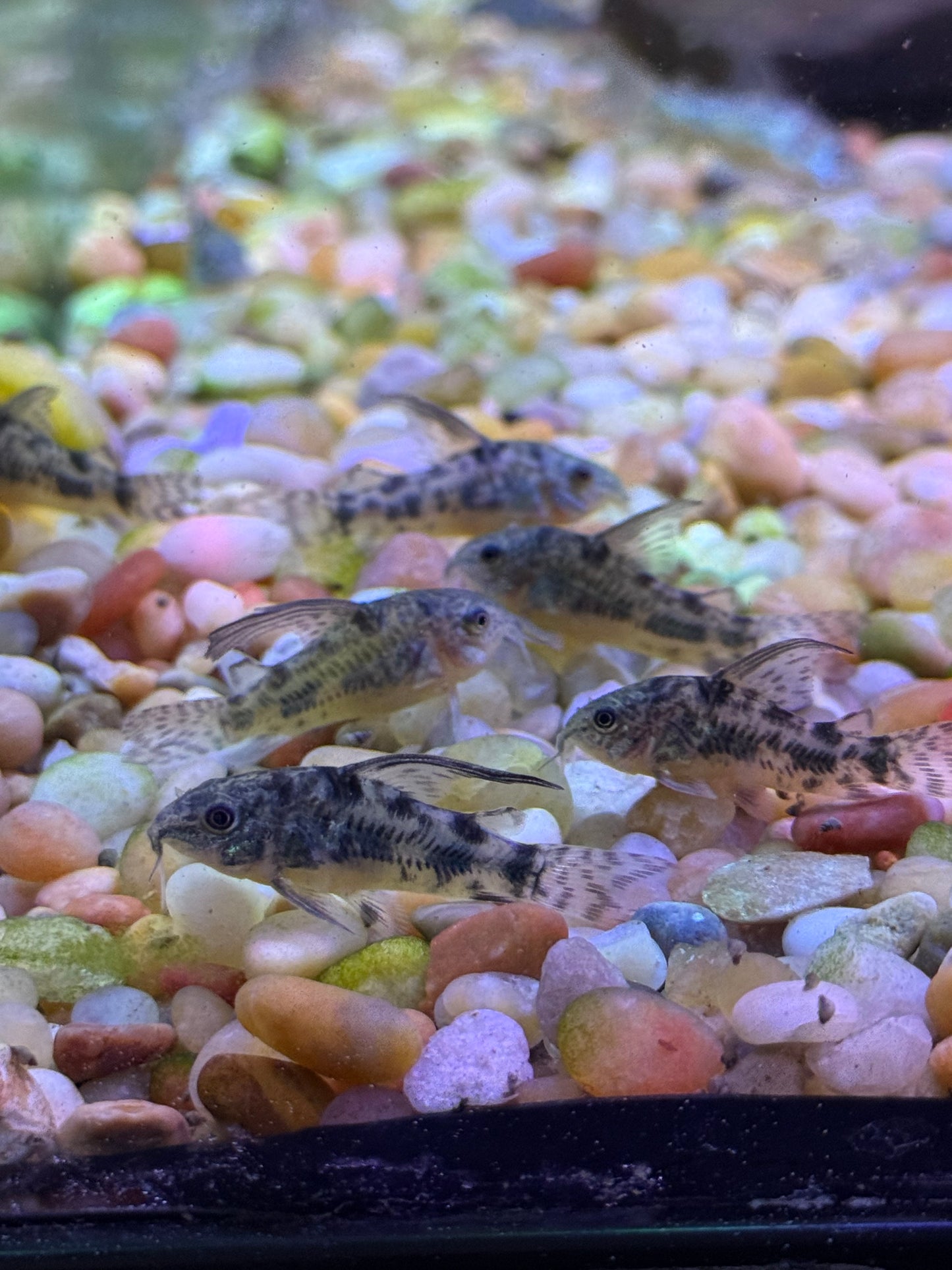 Hi-Fin Peppered Cory – Corydoras Paleatus