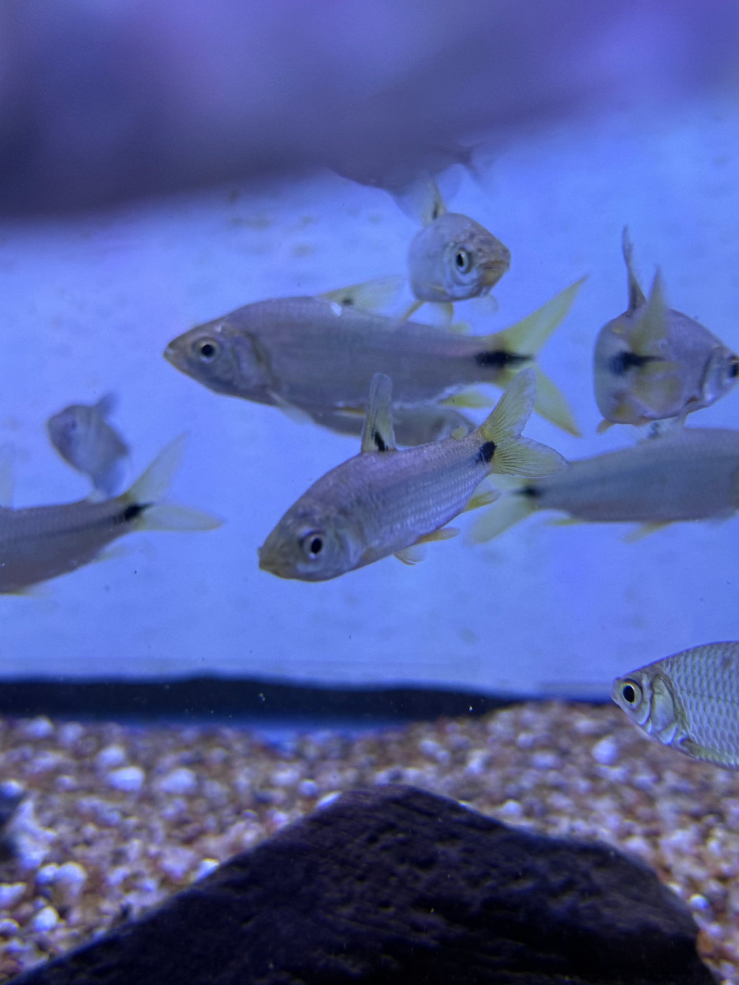 Steindachnerina argentea aka Stout Sardine Wild from Trinidad