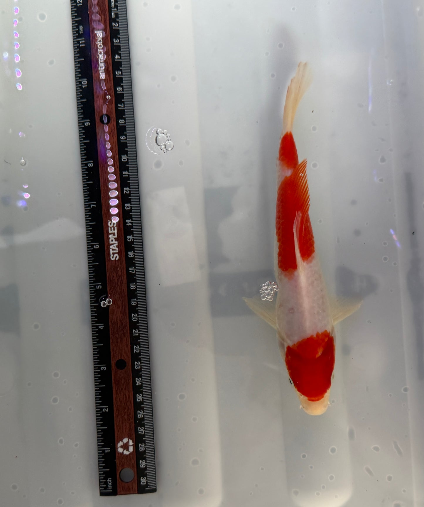 Kohaku Koi Chinese premium imported