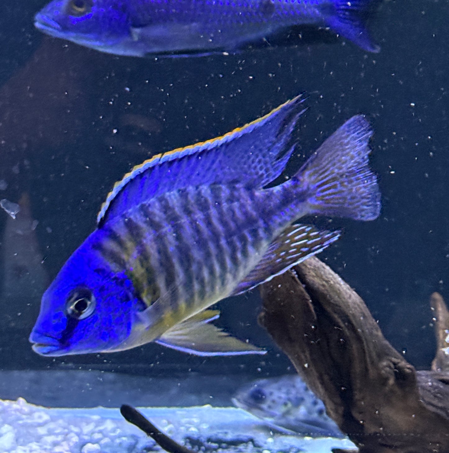 Tangerine Tiger Hap (Protomelas taeniolatus or Protomelas fenestratus variants