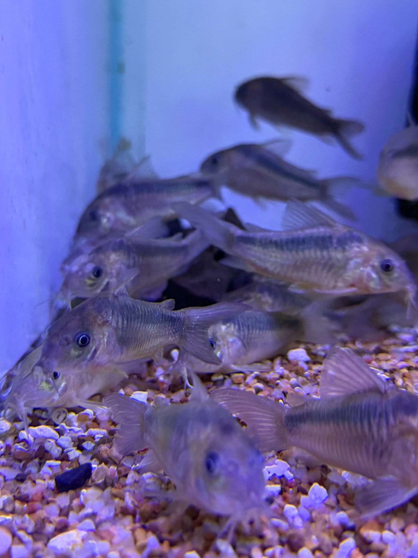 Rust Corydoras (Corydoras rabauti) Peru