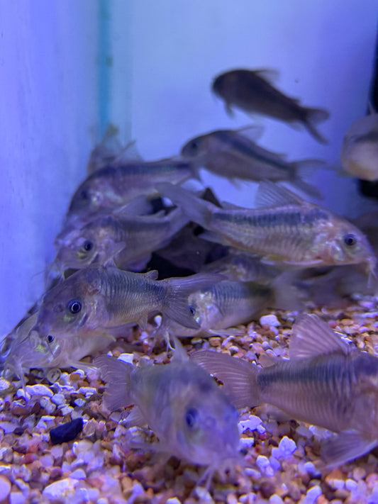 Rust Corydoras (Corydoras rabauti) Peru