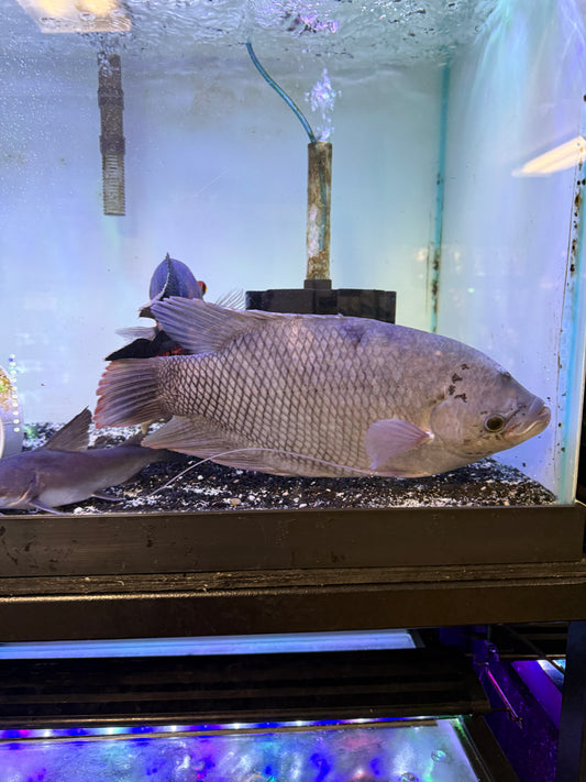 Rare Elephant Ear Gourami Osphronemus exodon