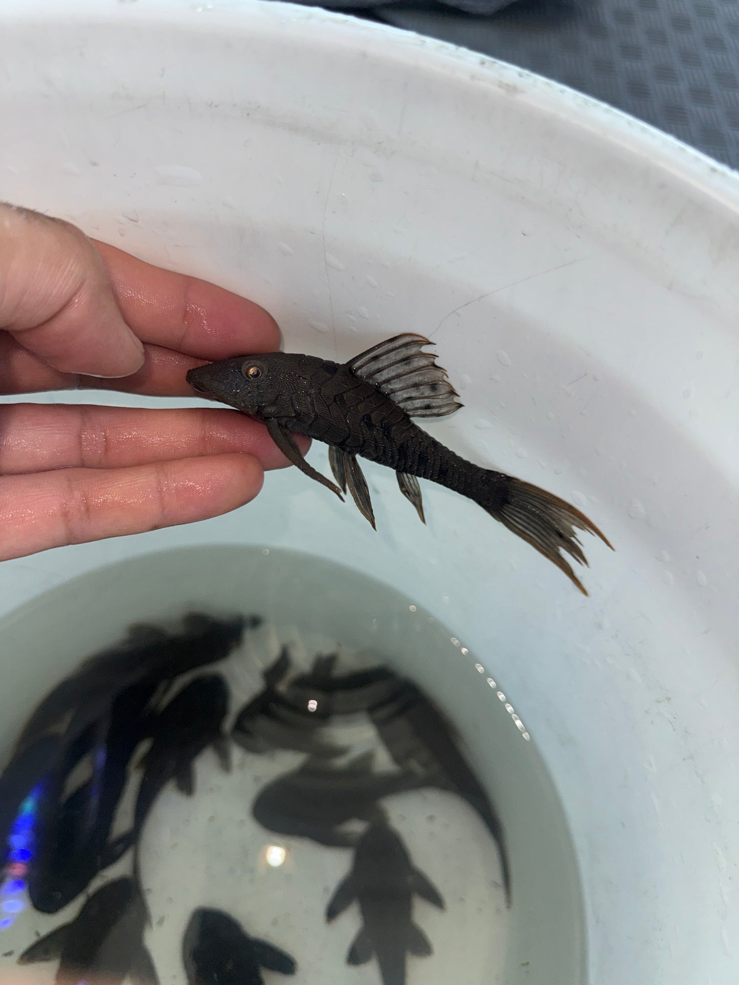 L095 Orange Cheek Pine cone Pleco