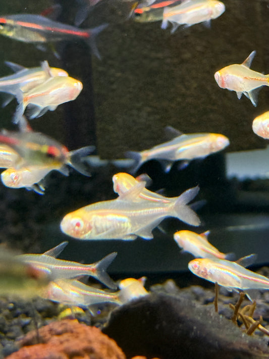 Albino Glowlight Tetra (Hemigrammus erythrozonus)