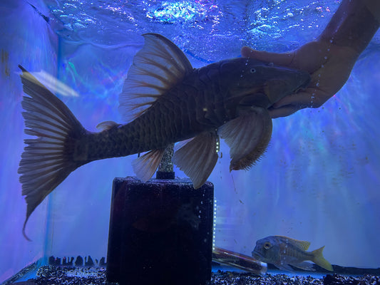 Panaque cochliodon Blue eye pleco