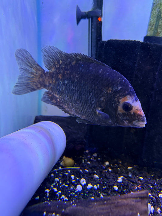Super Rare Kotsovato Calico Damba (Paretroplus kieneri)