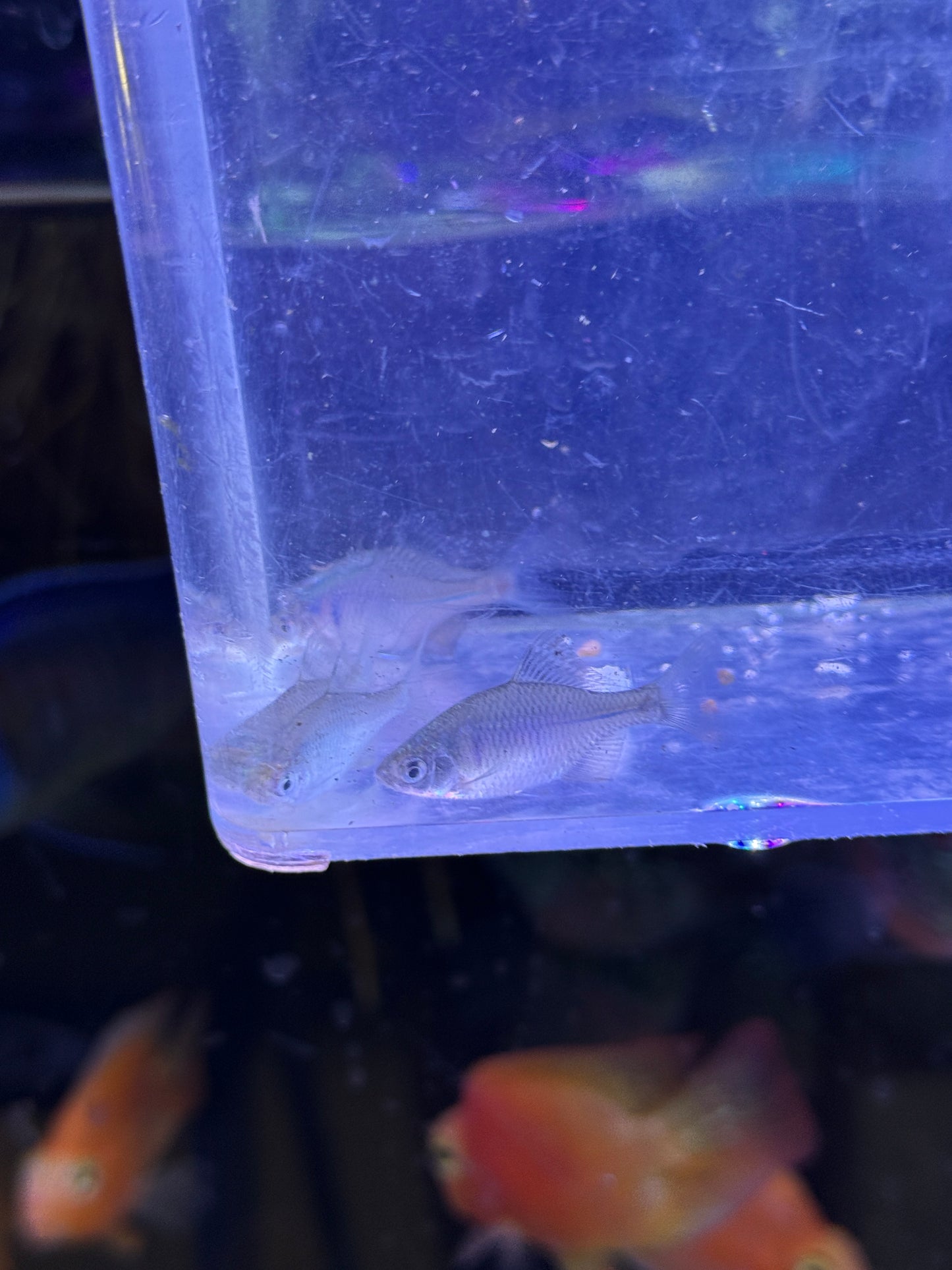 ROSY BITTERLING (RHODEUS OCELLATUS)