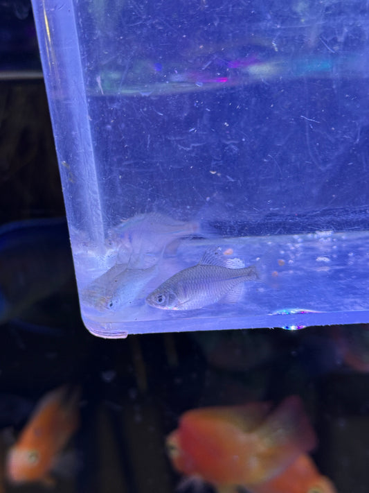 ROSY BITTERLING (RHODEUS OCELLATUS)