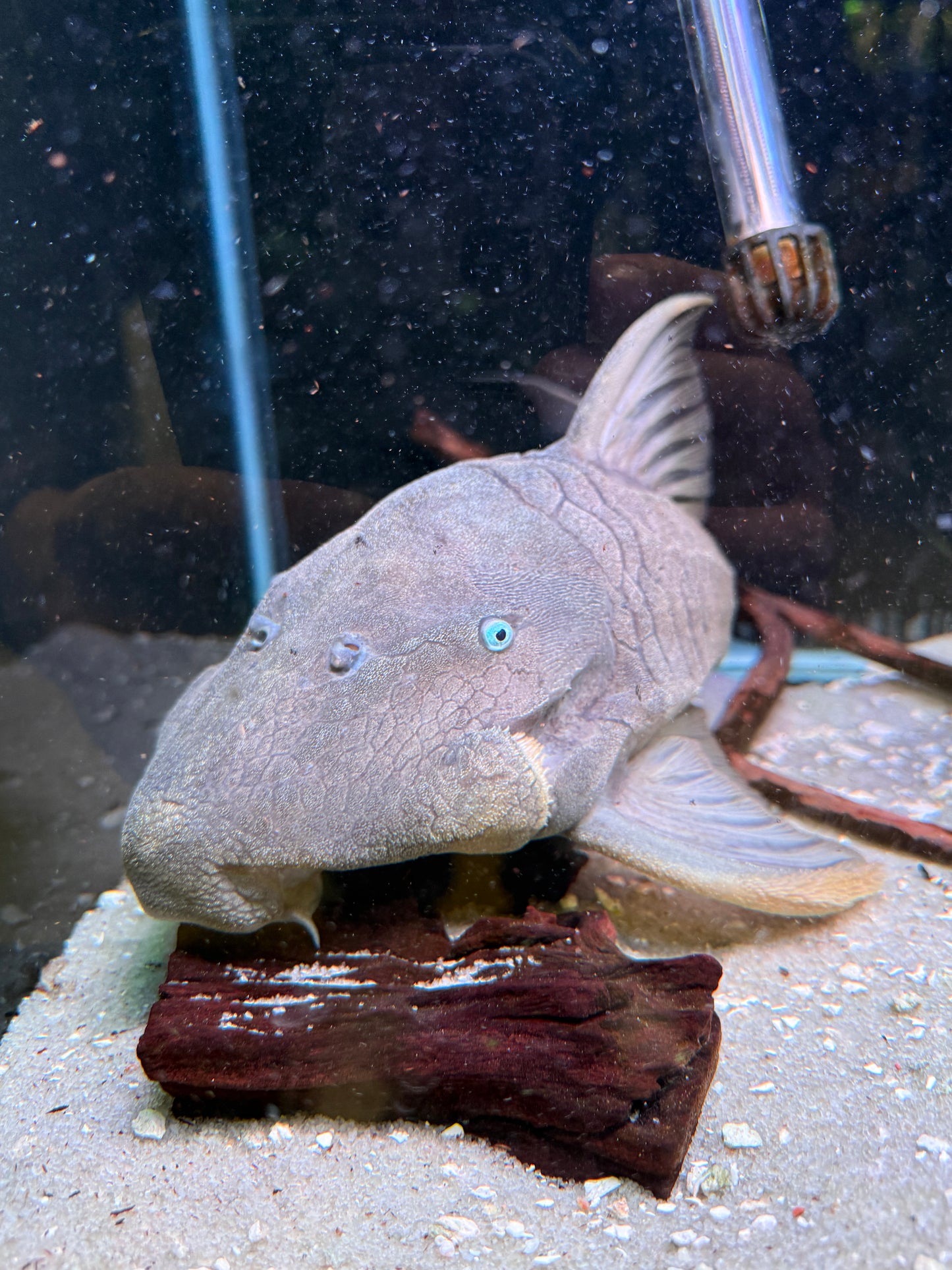 Panaque cochliodon Blue eye pleco