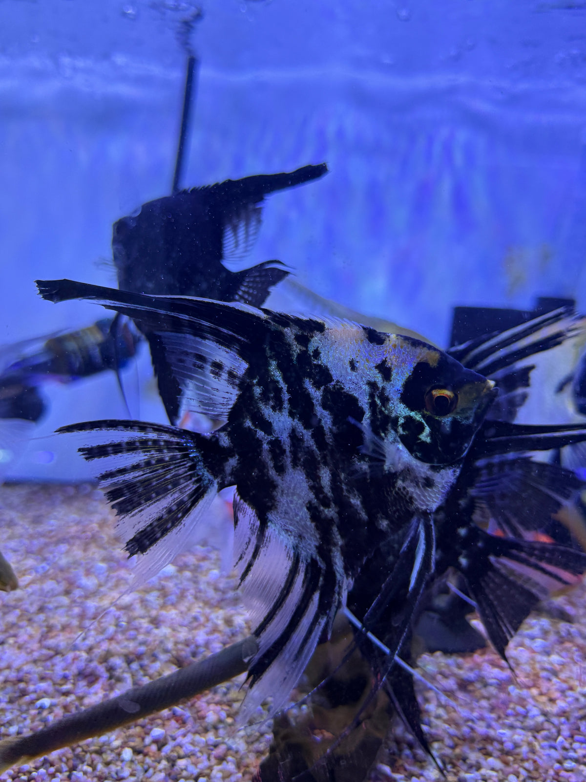 Large Marble Angel Fish