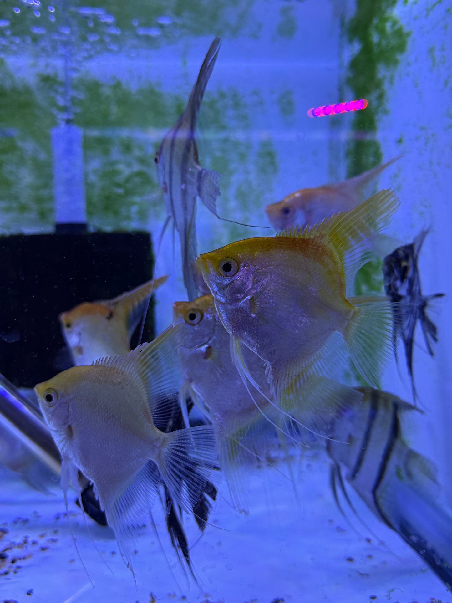 Large Gold Angelfish Pterophyllum scalare