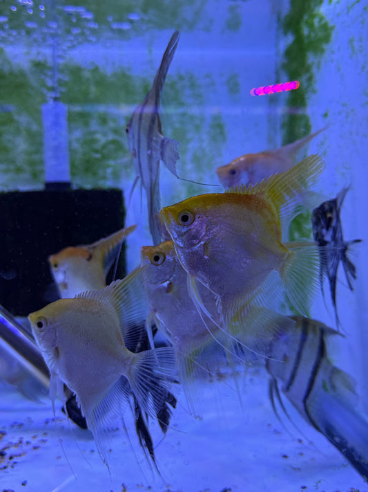 Large Gold Angelfish Pterophyllum scalare