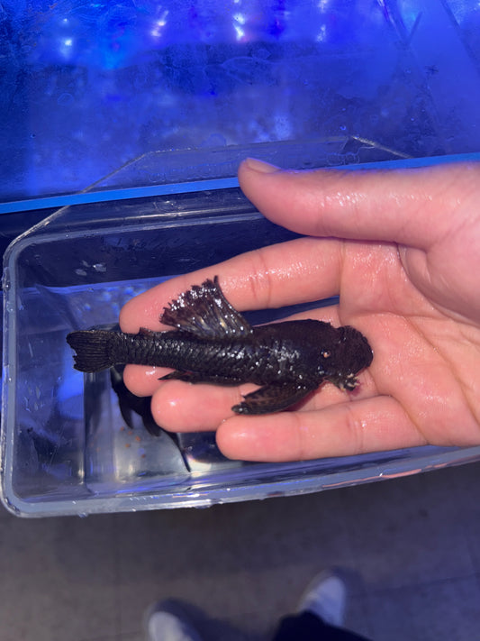 Bushy / Bristlenose pleco Wild Trinidad Ancistrus Maracasae