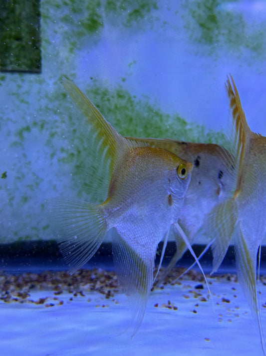Large Gold Angelfish Pterophyllum scalare