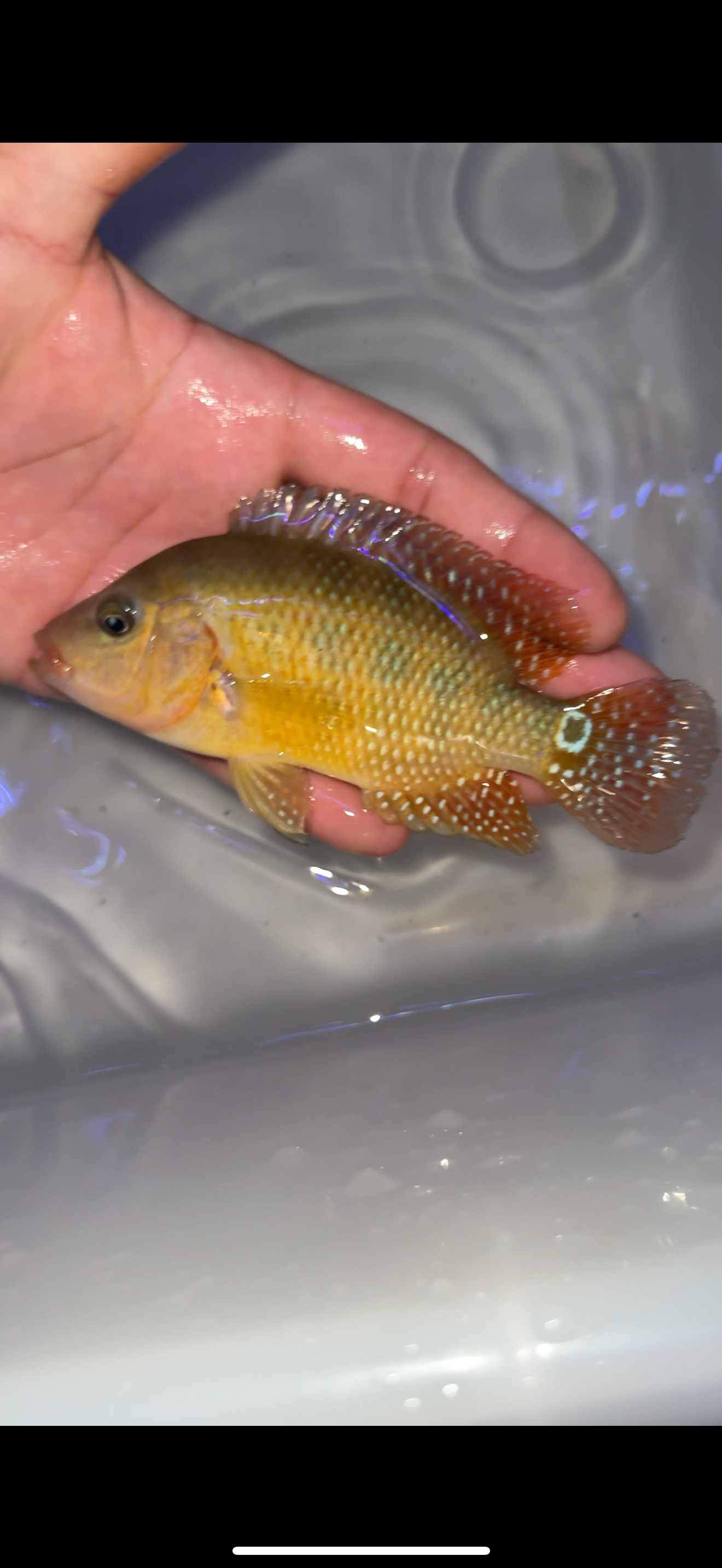 Cichlasoma festae
Red Terror wild caught from Ecuador F0 Fish !!