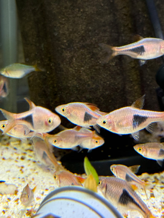 Harley Quin Rasbora (Trigonostigma heteromorpha)