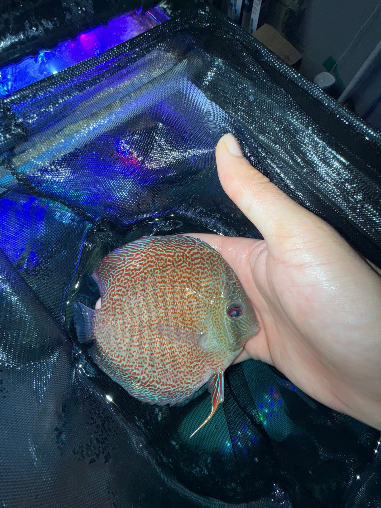 Full Spot Snake Skin Discus