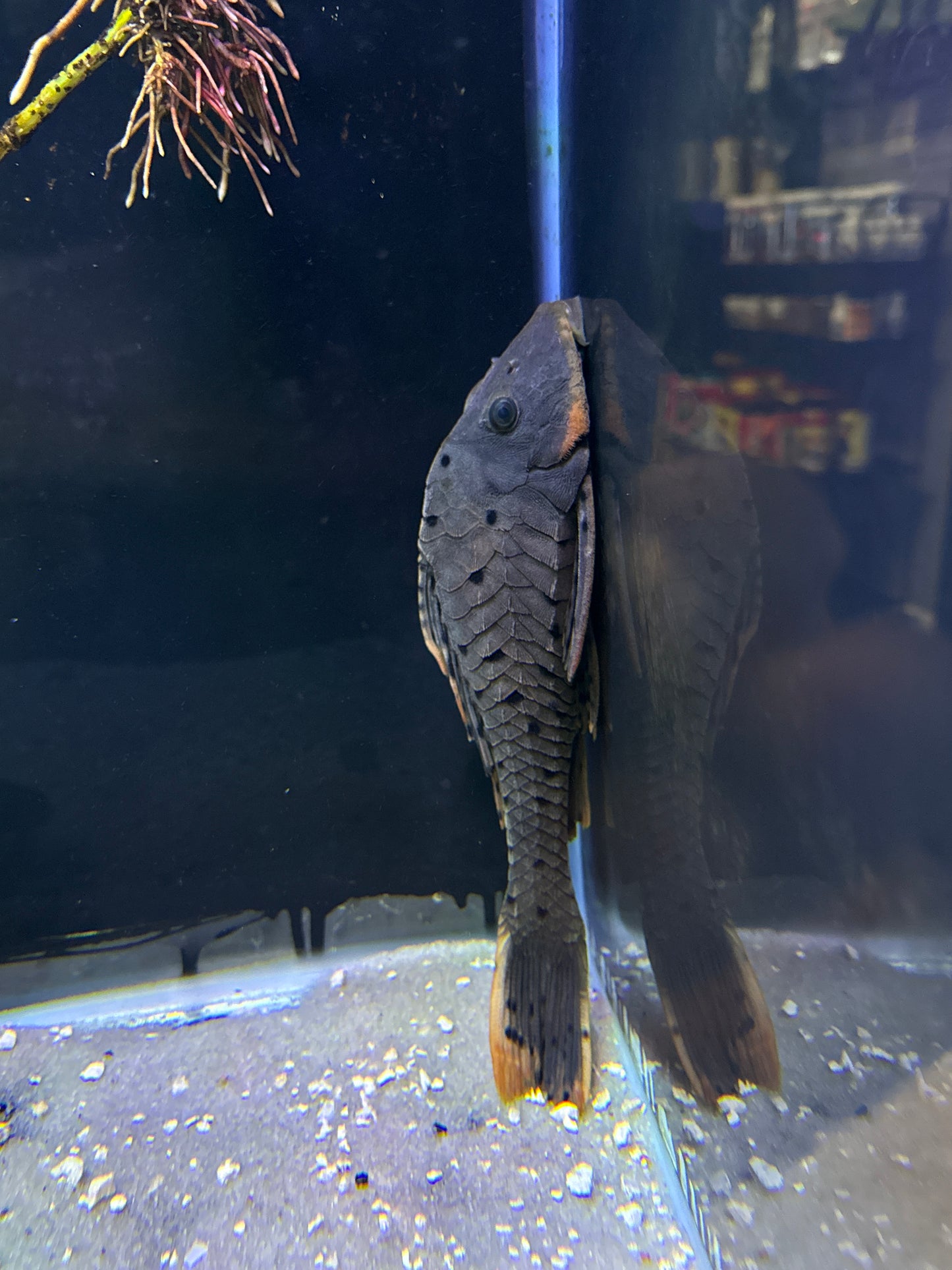 L095 Orange Cheek Pine cone Pleco
