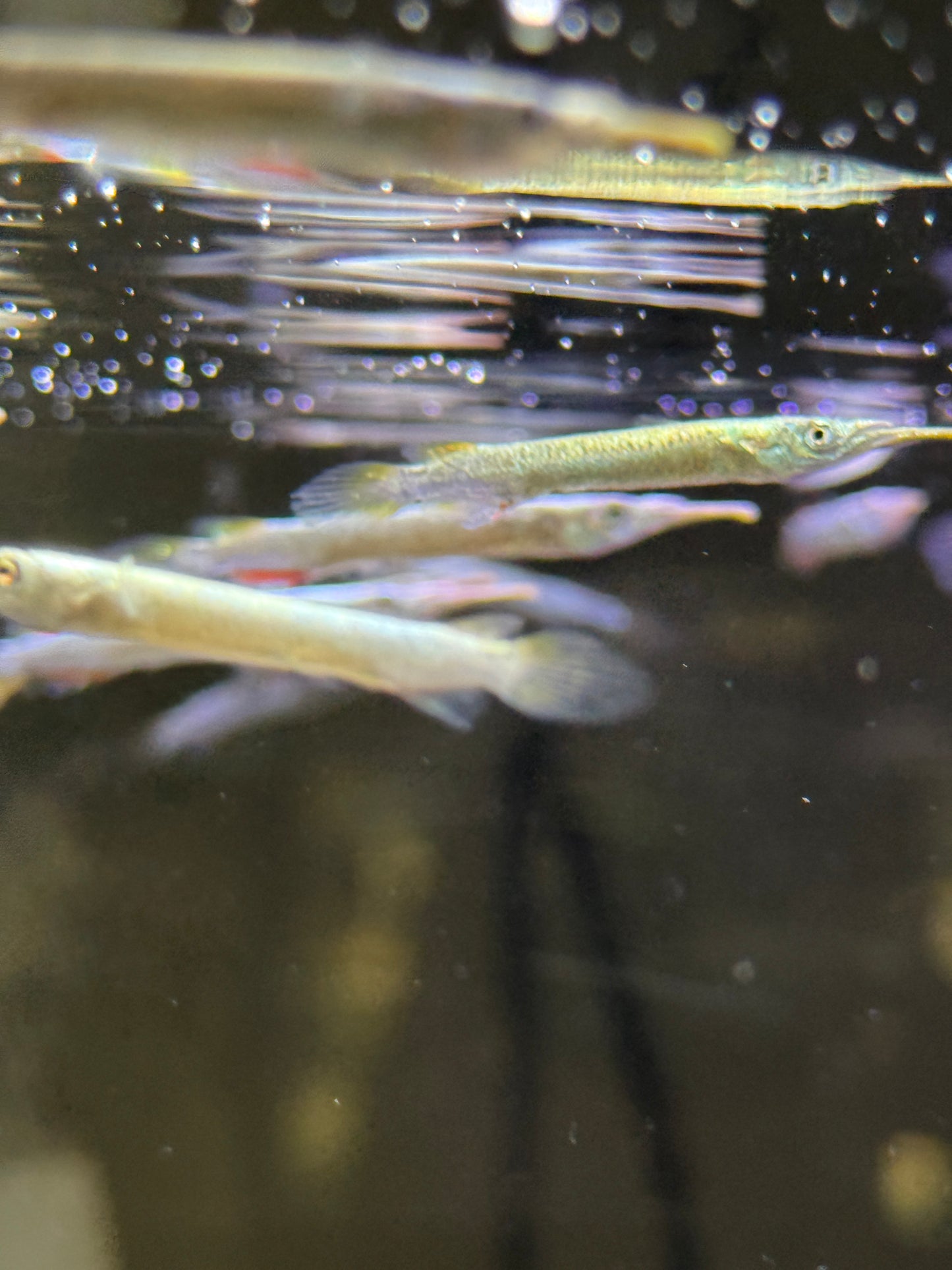 Gold Wrestling Halfbeak (Dermogenys pusilla)