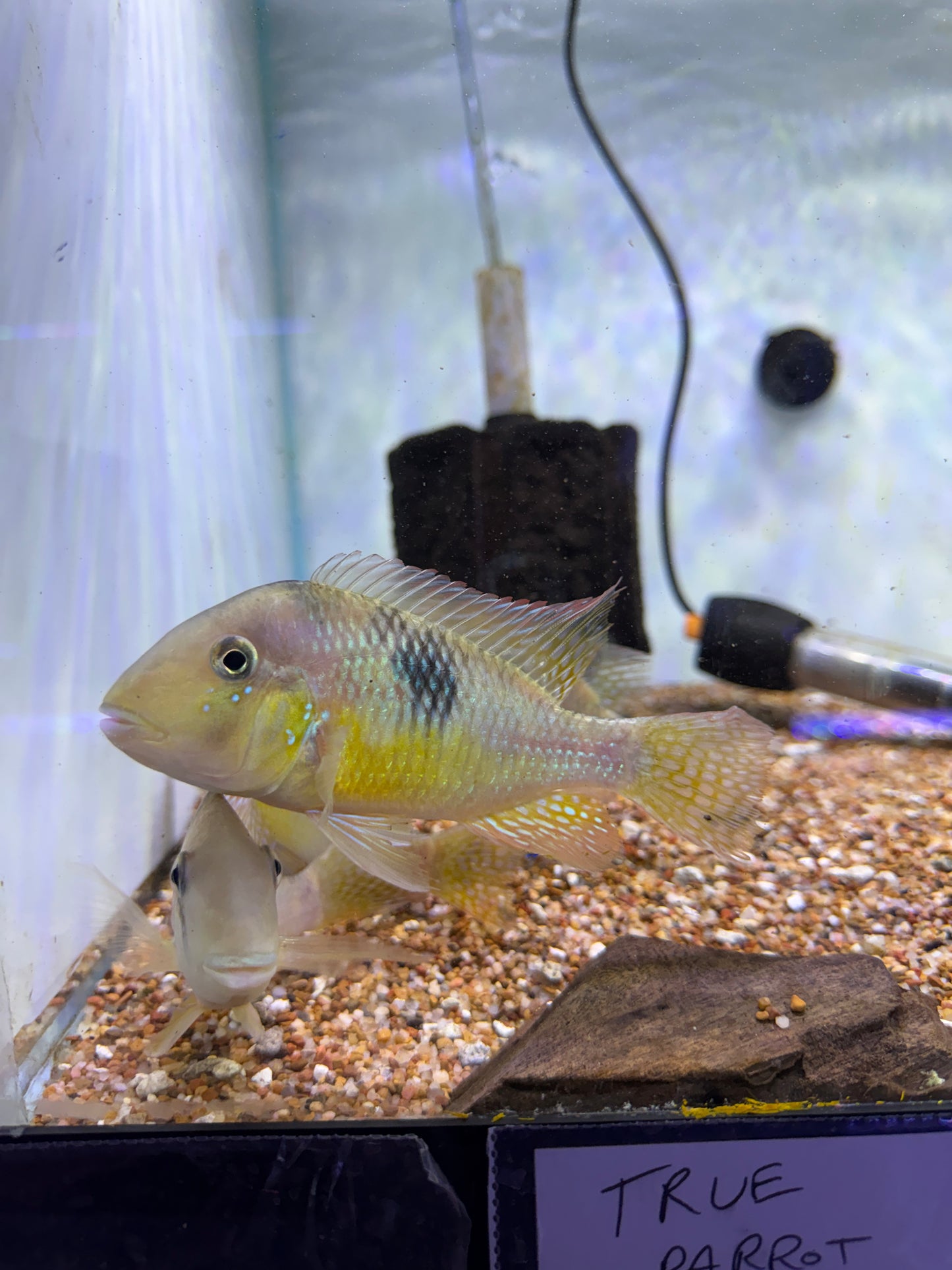 RAINBOW HUMPHEAD GEOPHAGUS CICHLID (GYMNOGEOPHAGUS LIPOKARENOS)
