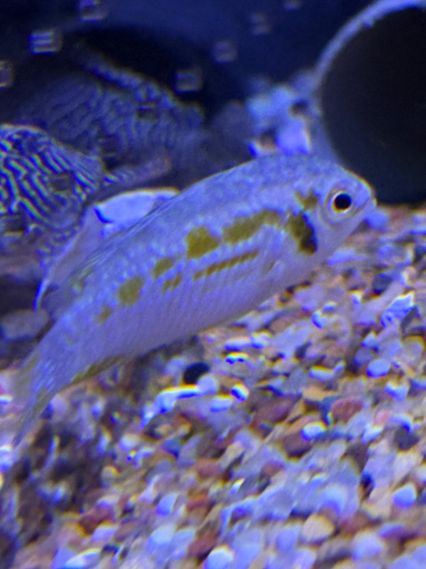Araguaia Dwarf Acara (Laetacara araguaiae)