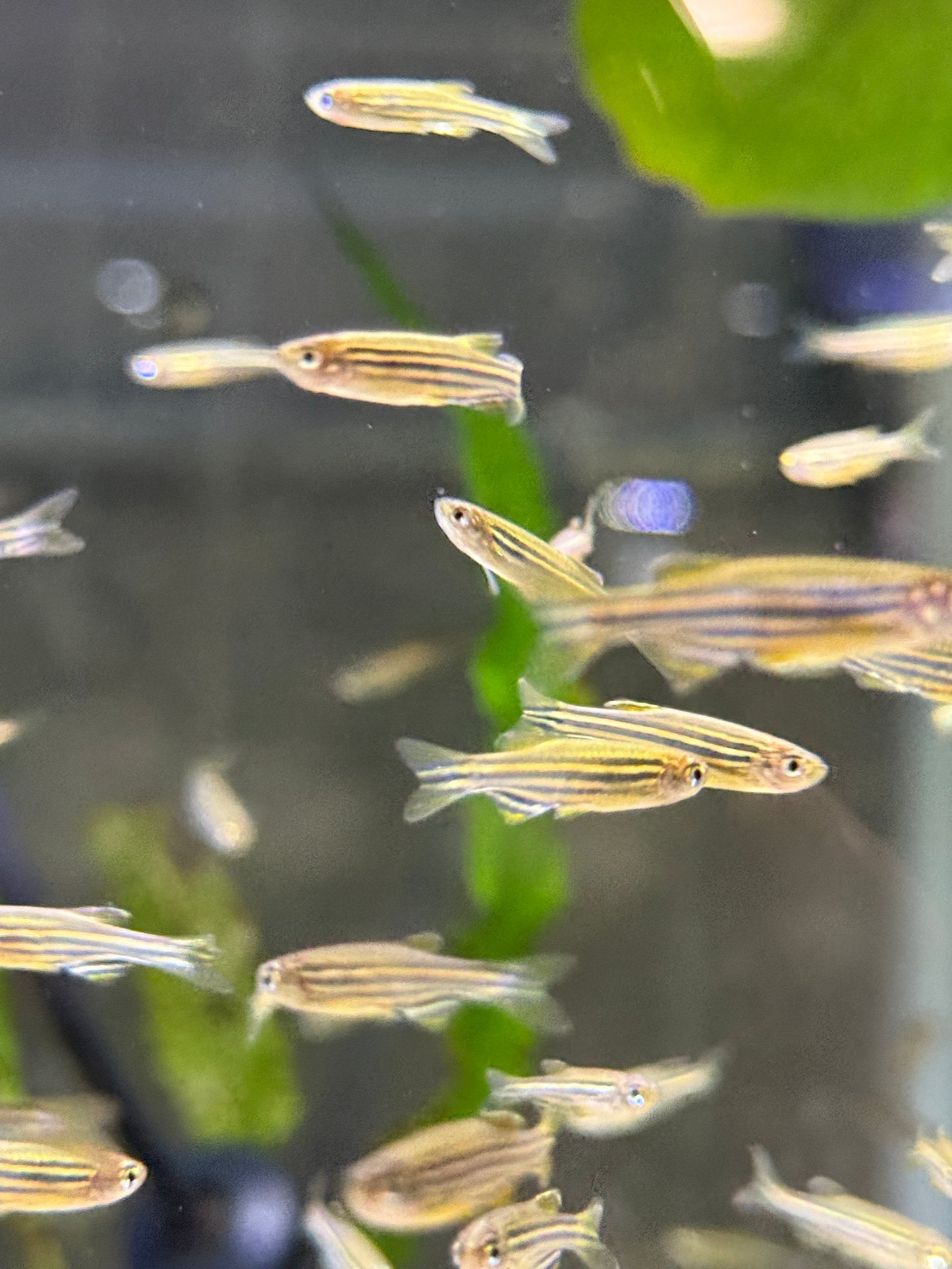 Killer Deal !!! Zebra fish Danio  (Danio rerio)