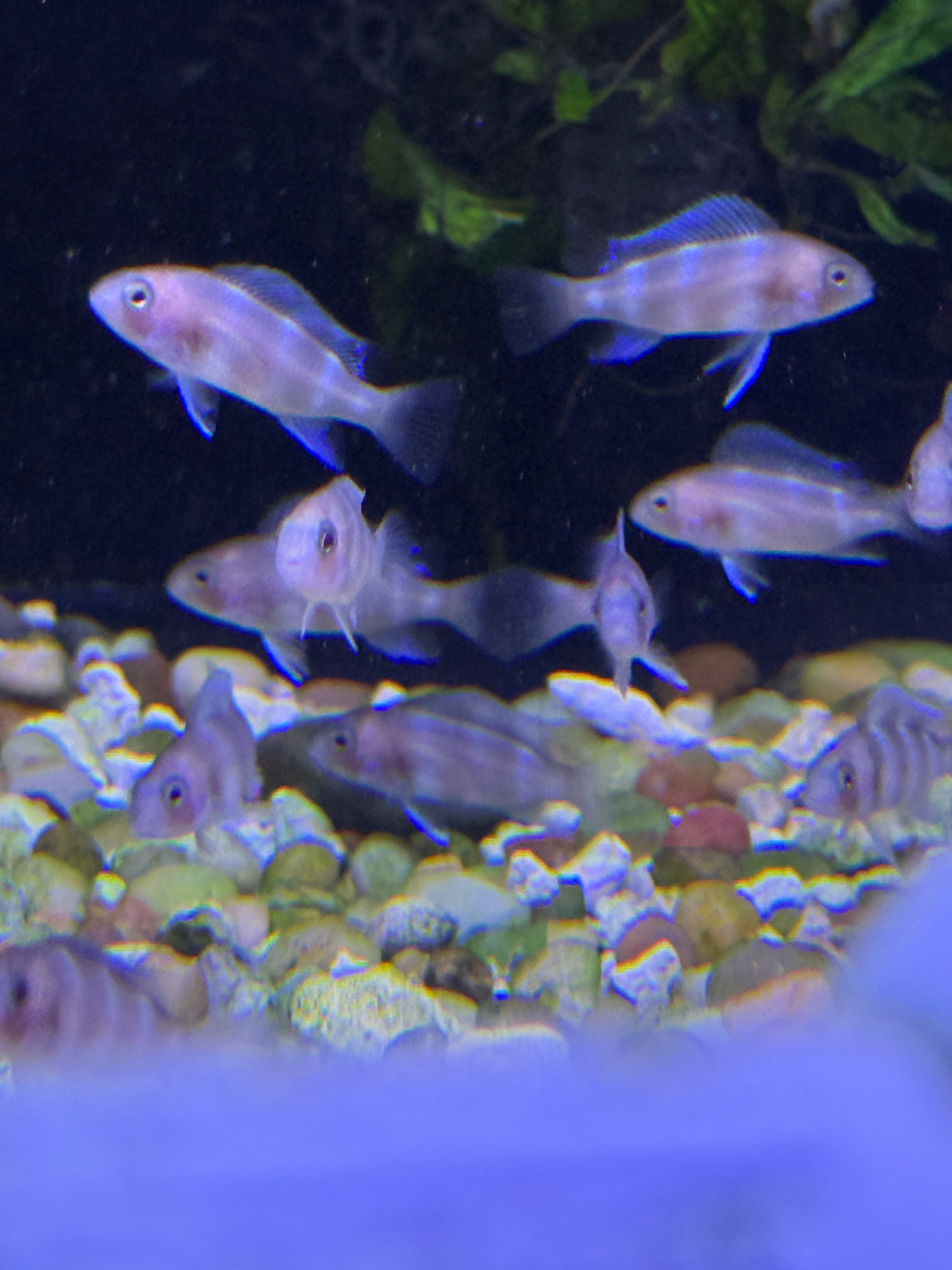 Lake Tanganyika, Victorian & Barombi Cichlids for Sale