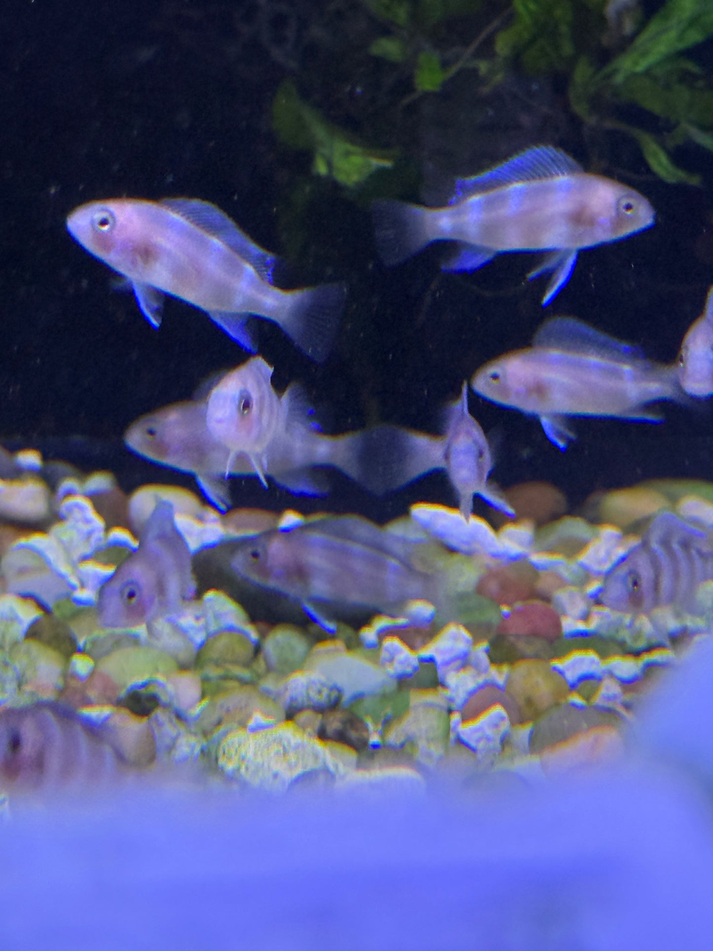Red Frontosa (Cyphotilapia Frontosa)