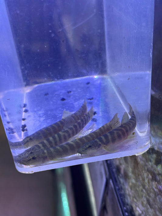 Paracobitis variegatus (syn. Homatula variegata) Slender Tiger Stipe Loach