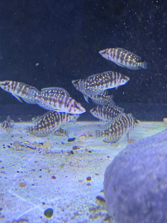 Calvus cichlid