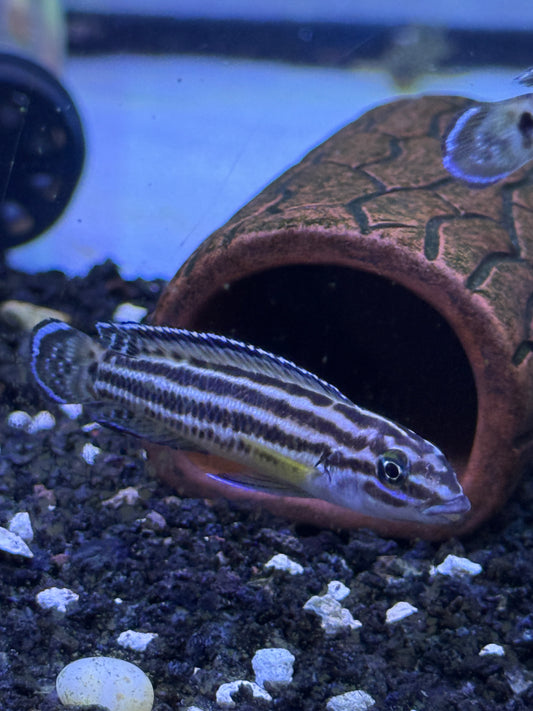 Julidochromis Regani Burundi