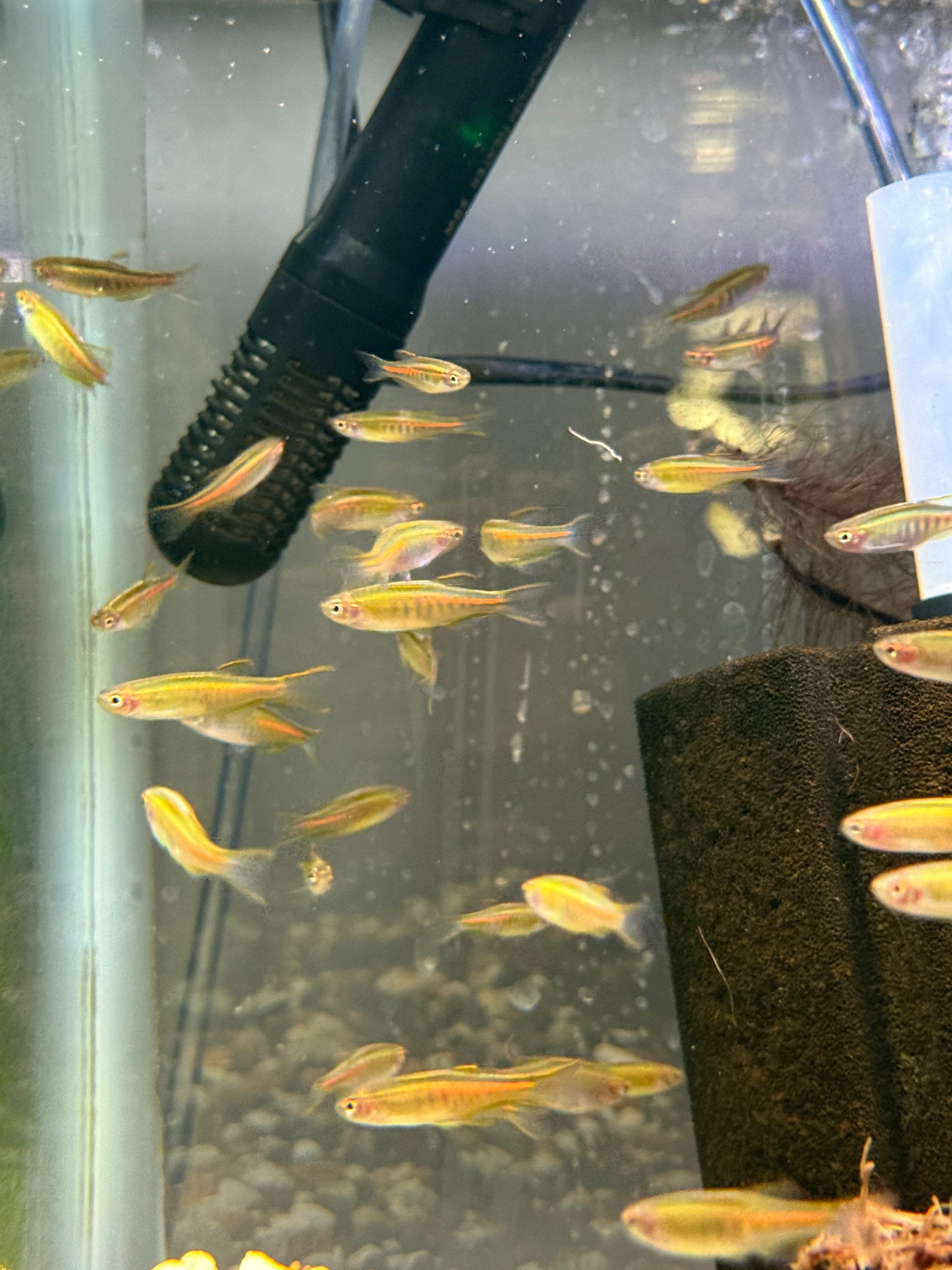 Glowlight Danio (Danio choprae)