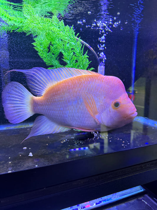 Red Devil / Midas  Cichlid