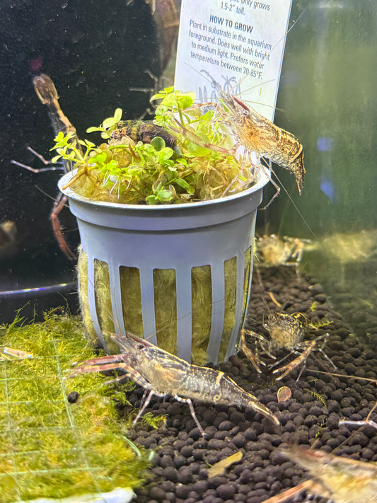 Scissor shrimp chameleon - Macrobrachium scabriculum