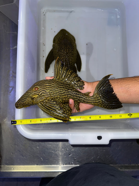 L330 Watermelon Pleco (Panaque Nigrolineatus Laurafabianae) Royal Pleco