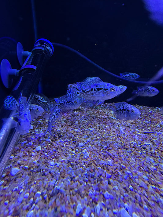 Electric Blue Jack Dempsey
