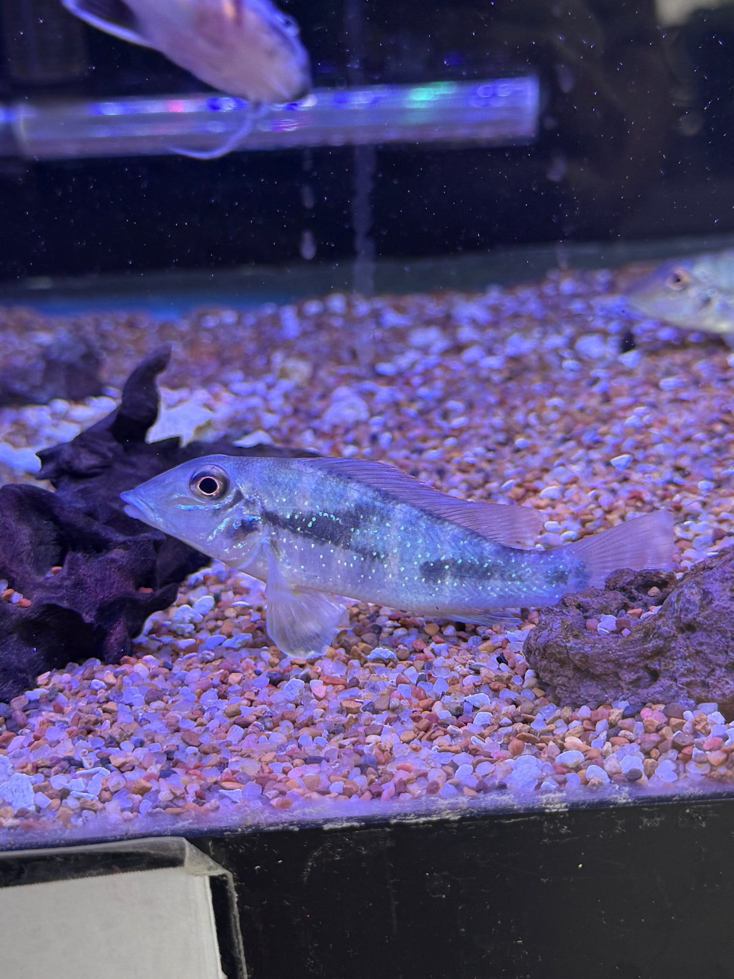 Retroculus lapidifer