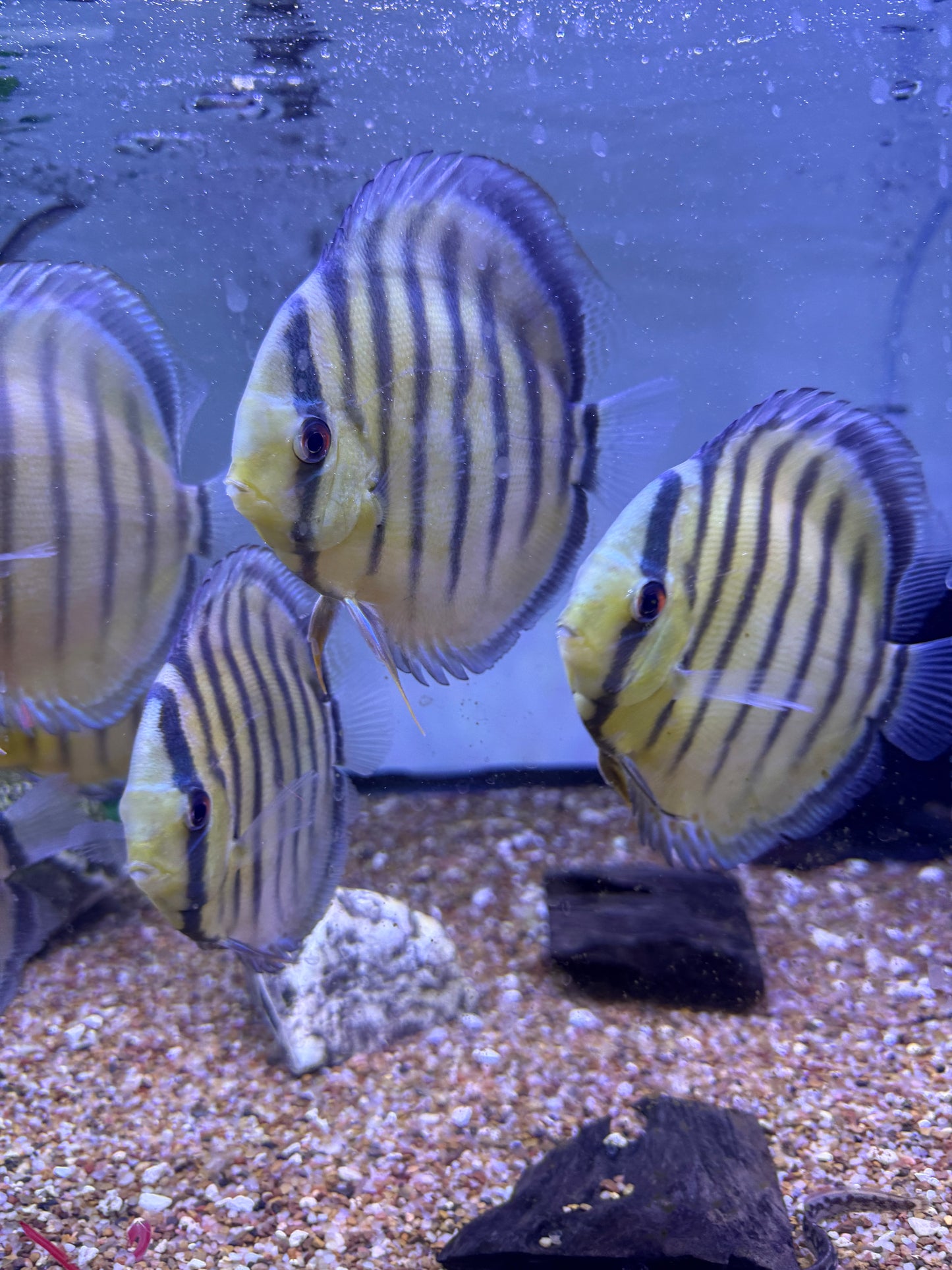 Wild  Discus Yellow/Green Symphysodon aequifasciatus