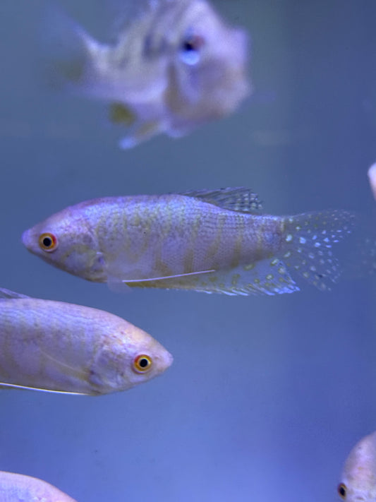 Gold  Opaline Gourami