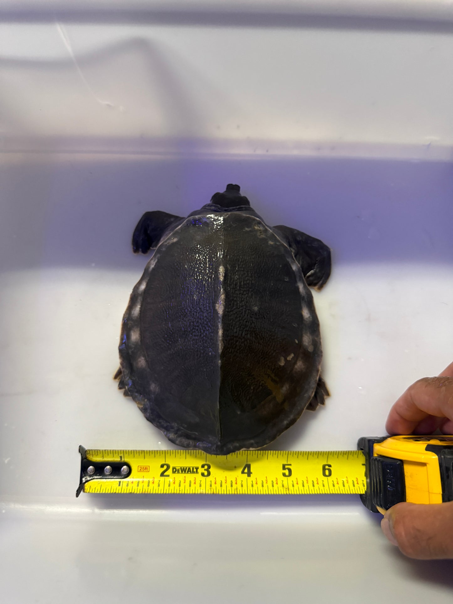 FLY RIVER TURTLE (CARETTOCHELYS INSCULPTA)