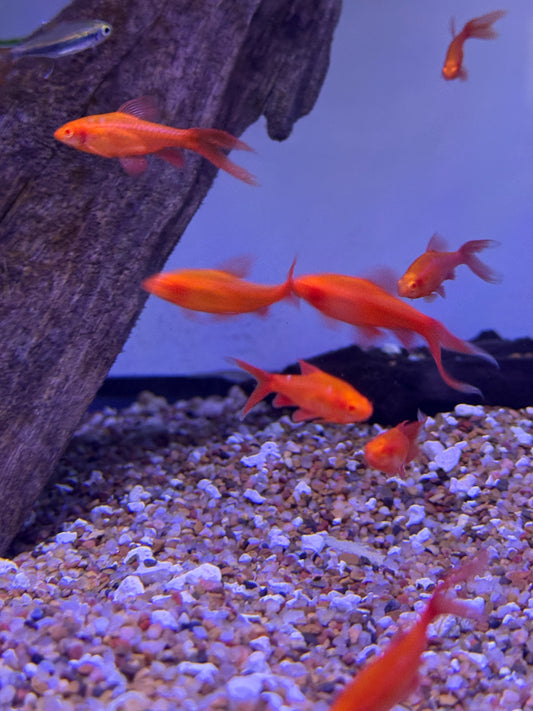 Super Red Albino Long Fin Cherry Barb