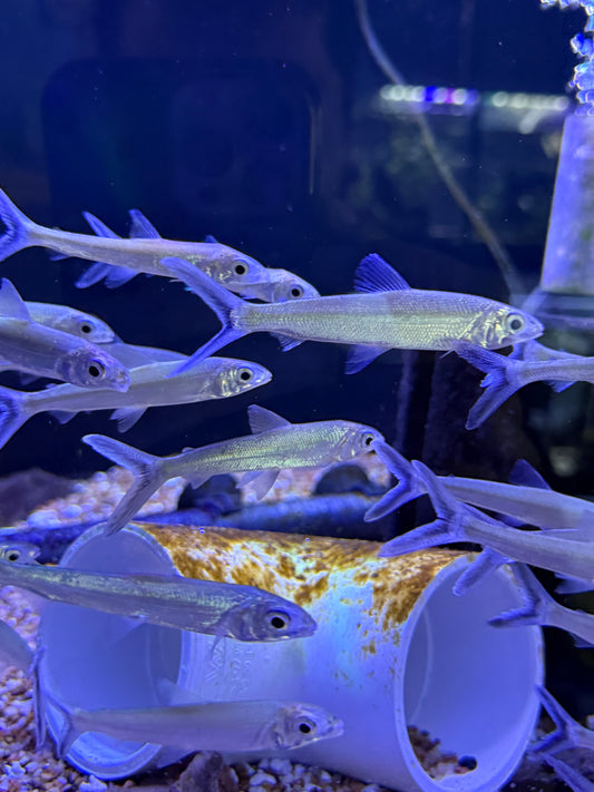 Argonectes longiceps Salton Characin