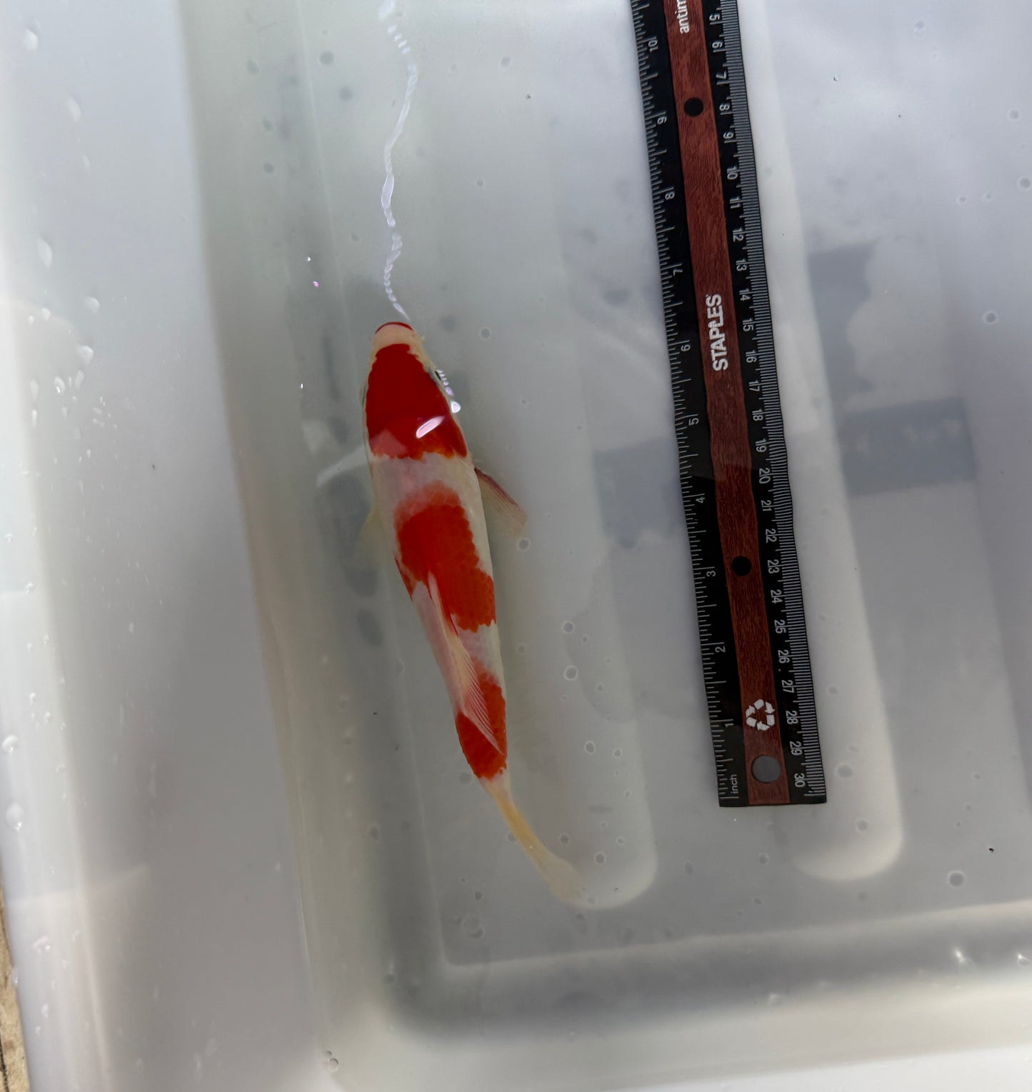Kohaku Koi Chinese premium imported