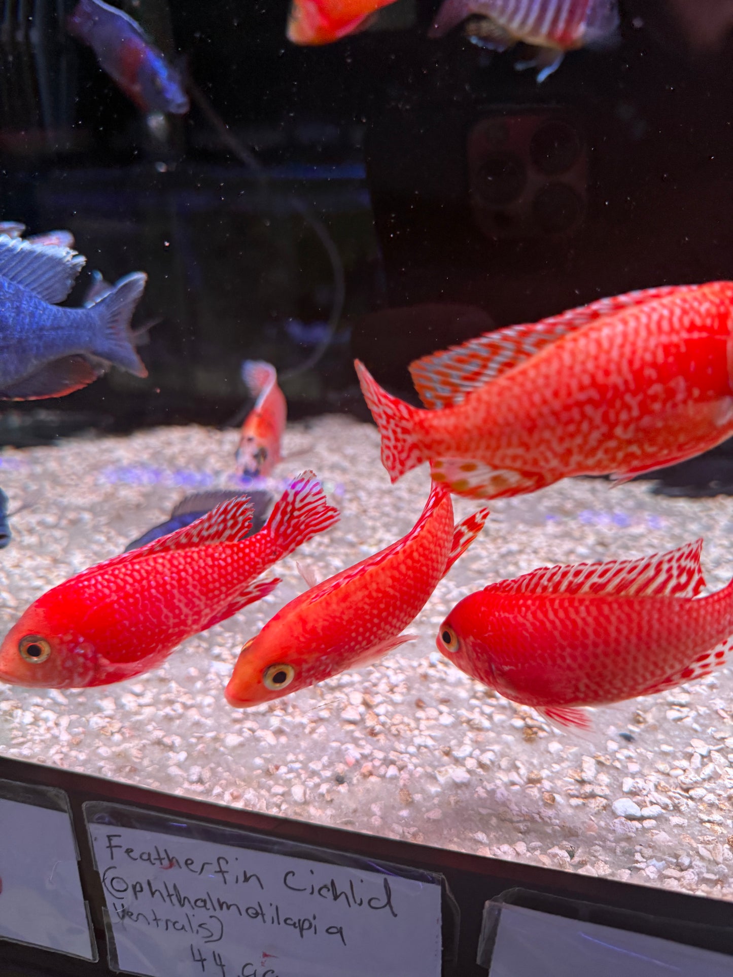 Super red dragon blood peacock cichlid