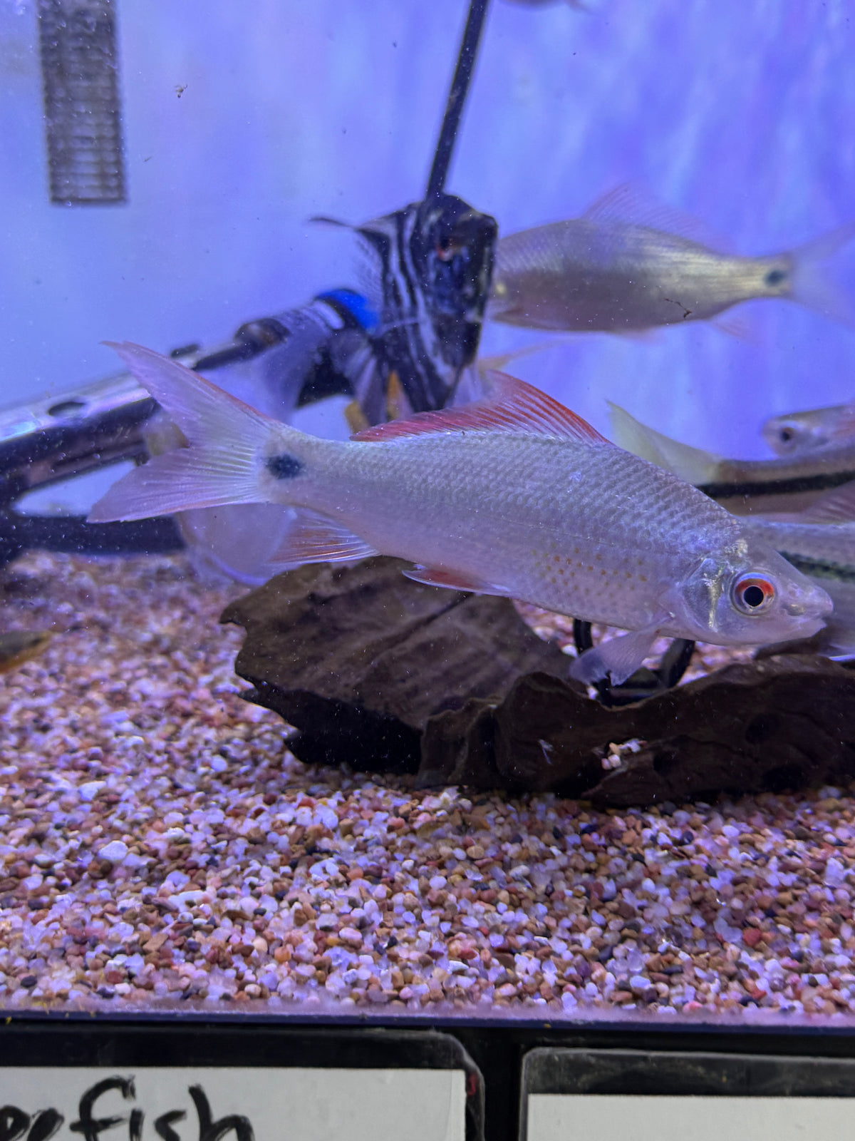 Rare ! Osteochilus borneensis