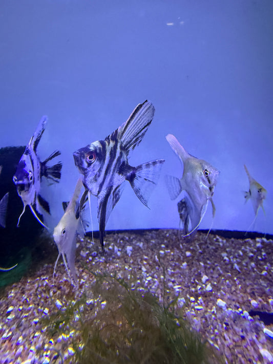 Assorted Baby Angel Fish