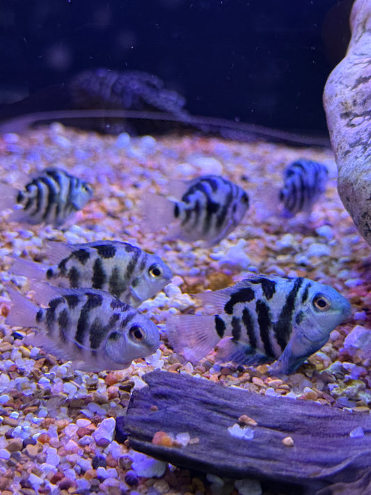 Short Body Polar Blue Convict