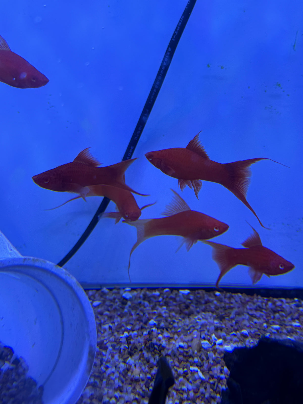 Red Eye Albino Red Lyretail Swordtail (Xiphophorus helleri)